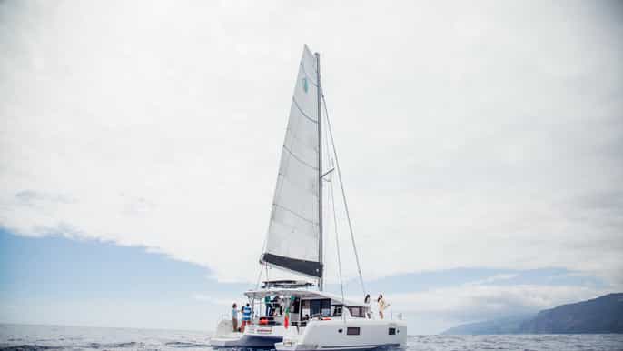 funchal bay dolphin whale watch luxury catamaran cruise