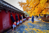 Luoyang Private Tagestour Longmen Grotten Shaolin Tempel - Hizvo