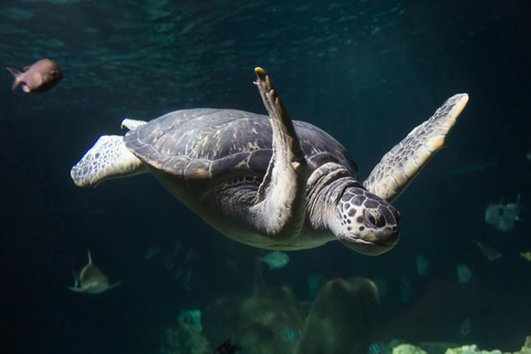 Speyer: SEA LIFE - en rundtur bakom kulisserna