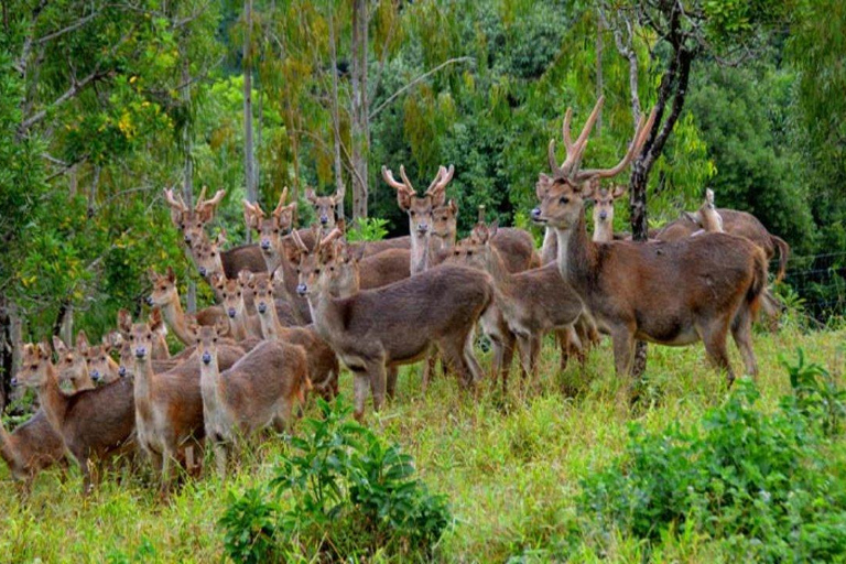 Safari 4x4 na Mauritiusie z odbiorem z hotelu