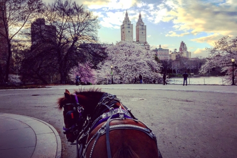 Paseo en carro de caballos estándar en Central Park
