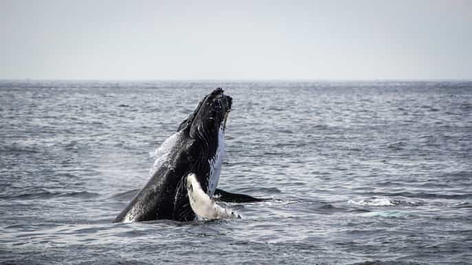 from kawaihae harbor 1.5hour kona whale watching tour