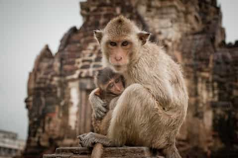 Ayutthaya & Lopburi Monkey Temple Private Day Trip