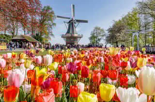 Ab Amsterdam: Keukenhof und Zaanse Schans Windmühlen-Tour