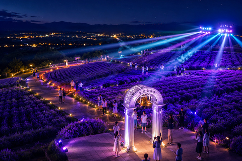 Furano: Summer Night Romantic Lavender Field Illumination