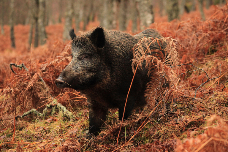 Inverness: Jeziora, wodospady i doświadczenie Rewilding