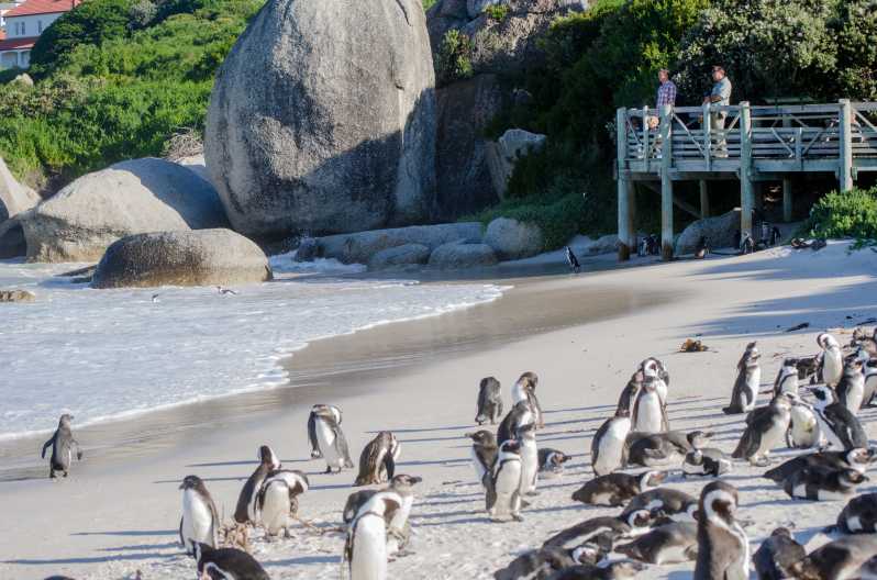 From Cape Town Cape Point and Boulders Beach FullDay Tour GetYourGuide
