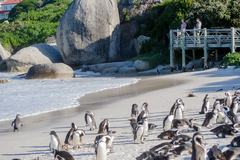 From Cape Town: Cape Point and Boulders Beach Full-Day Tour Tour Excluding Cape Point Park Fee