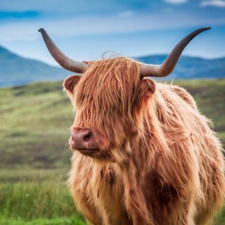 Scotland: Spirit of the Highlands Tour from Inverness