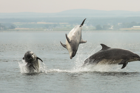 Szkocja: Wycieczka „Duch Highlands” z InvernessInvergordon Cruise Port Day Excursion - Prywatna wycieczka