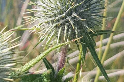 Szkocja: Wycieczka „Duch Highlands” z InvernessInvergordon Cruise Port Day Excursion - Prywatna wycieczka