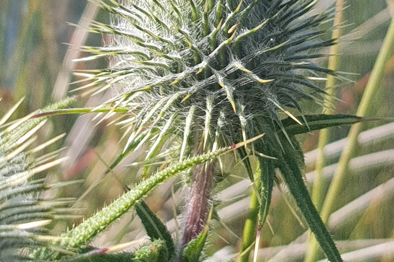 Szkocja: Wycieczka „Duch Highlands” z InvernessInvergordon Cruise Port Day Excursion - Prywatna wycieczka