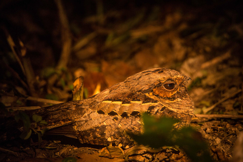 Von Puerto Maldonado aus: Tambopata National Reserve 2-Tages-Tour