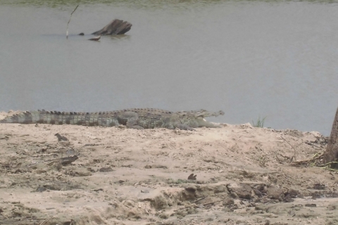 From Colombo: Udawalawa National Park Wildlife Safari