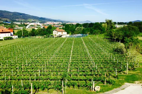 Bilbao: Guided Txacoli Wine Tasting
