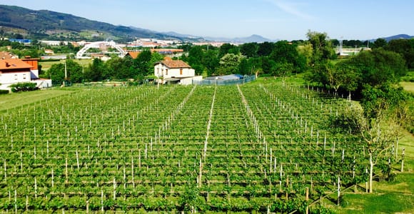 Bilbao: Guided Txacoli Wine Tasting