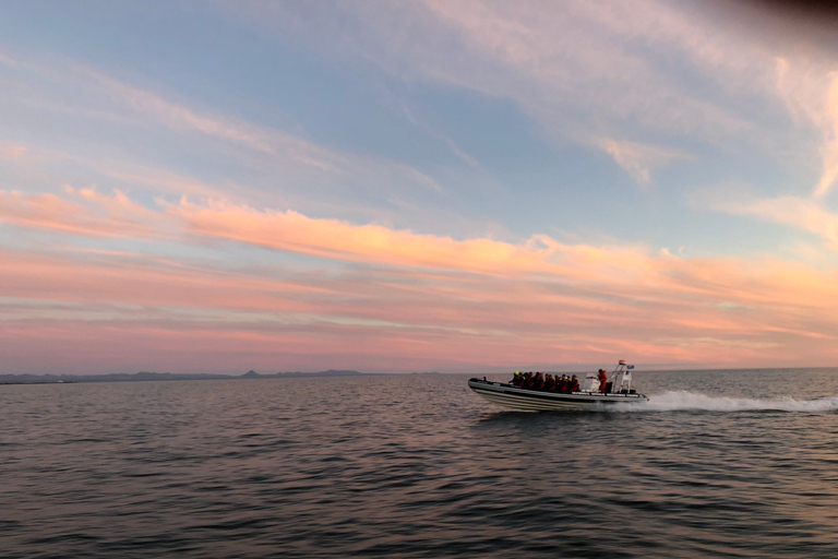 Reykjavik: Premium Whale and Puffin Watching Evening Tour