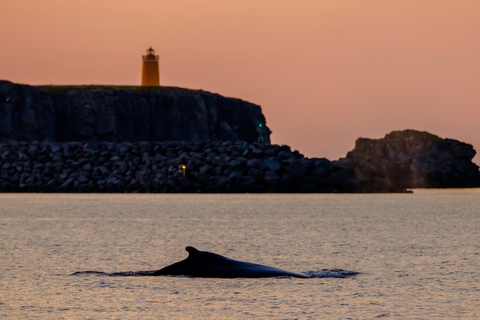 Reykjavik : observation de baleines et macareux en soirée