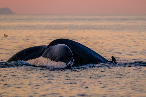 Reikiavik: tour nocturno premium para avistar ballenas y frailecillos