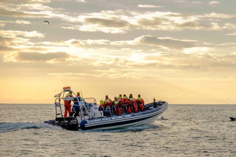 Reykjavik : observation de baleines et macareux en soirée