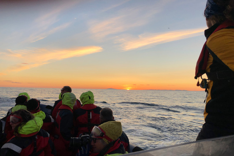 Reykjavík: Se lunnefåglar och valar med båt på kvällenReykjavik: Lunnefåglar och valskådning på kvällen