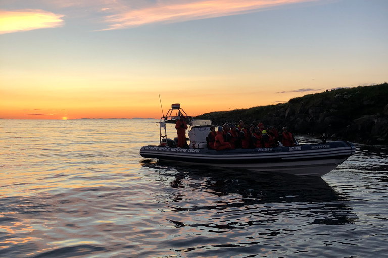 Reykjavik : observation de baleines et macareux en soirée