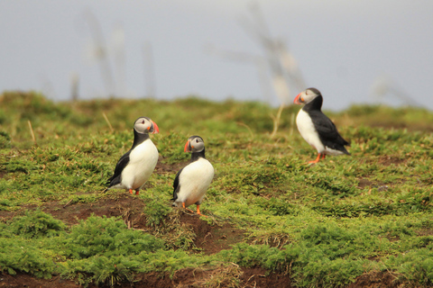 Reikiavik: tour nocturno premium para avistar ballenas y frailecillos