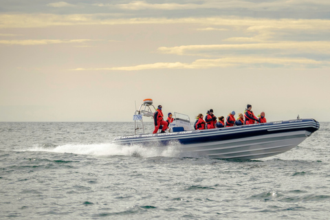 Reykjavik: tour serale di avvistamento di balene e pulcinelle di mare