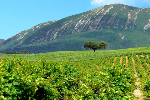 De Sesimbra: Randonnée pédestre de la montagne Arrábida