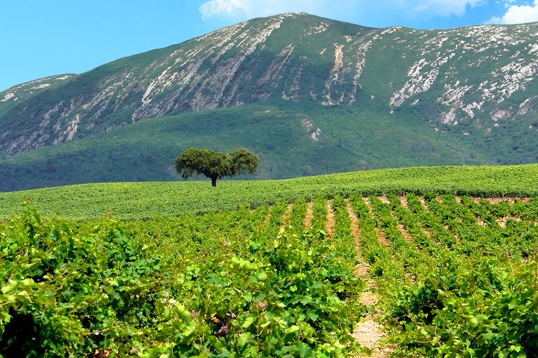 Desde Sesimbra: tour de senderismo por la montaña de Arrábida