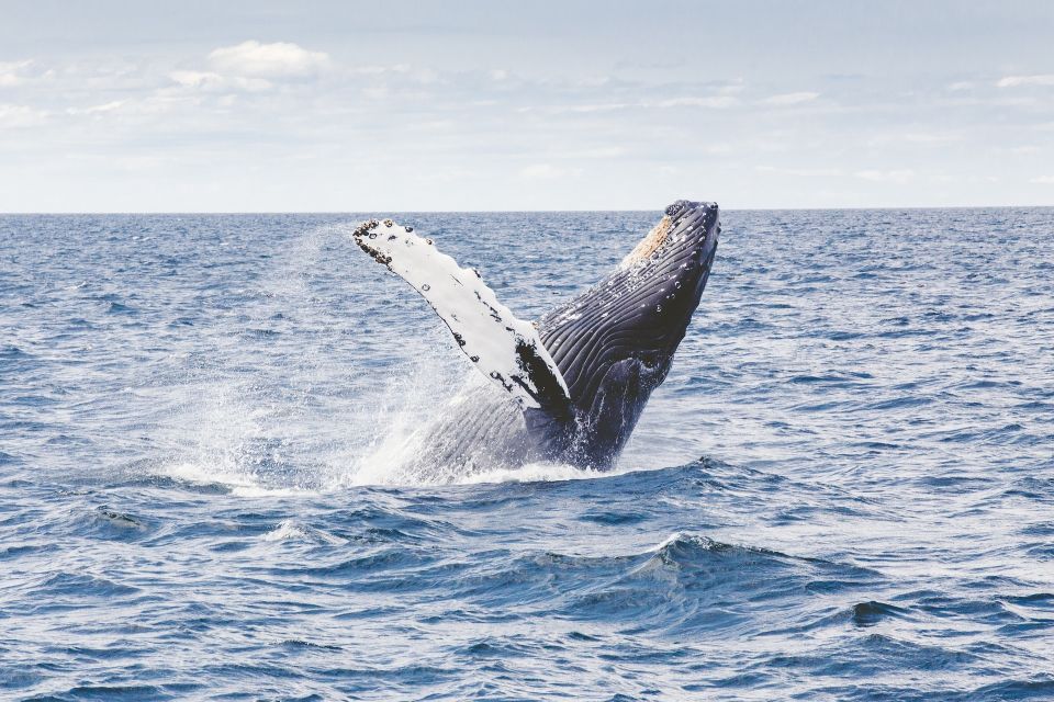 Kona: 1.5-Hour Guaranteed Whale Watching Tour
