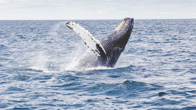 kona 1.5hour guaranteed whale watching tour
