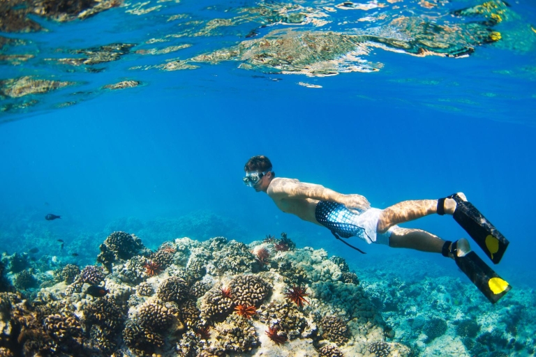 Maui: Turtle Town kajak- en snorkeltour