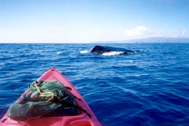 Visit South Maui Whale Watch Kayaking and Snorkel Tour in Kihei in Wailea