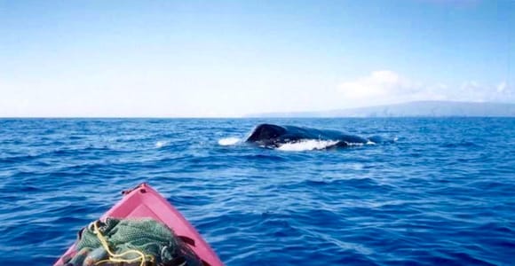 South Maui: Whale Watch Kayaking and Snorkel Tour in Kihei