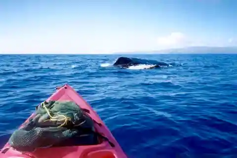Maui Sud: Tour di osservazione delle balene in kayak e snorkeling a Kihei