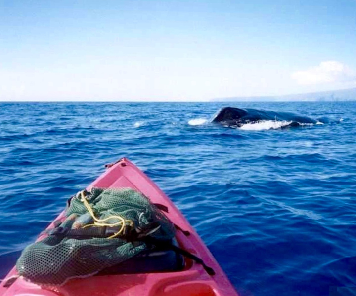South Maui: Whale Watch Kayaking and Snorkel Tour in Kihei