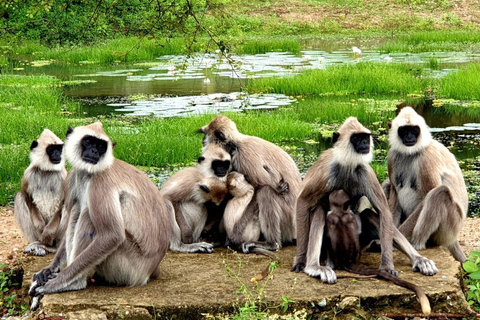 Da Tangalle: safari nel Parco Nazionale di Yala con partenza da EllaSafari mattutino di 4 ore