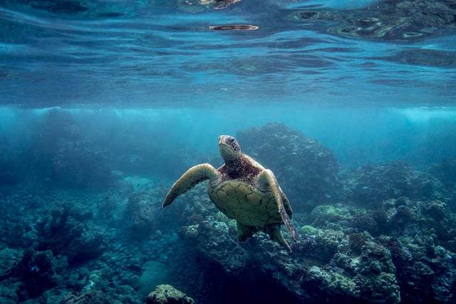 Maui : Visite de la falaise maritime de Pali en kayak et avec tuba