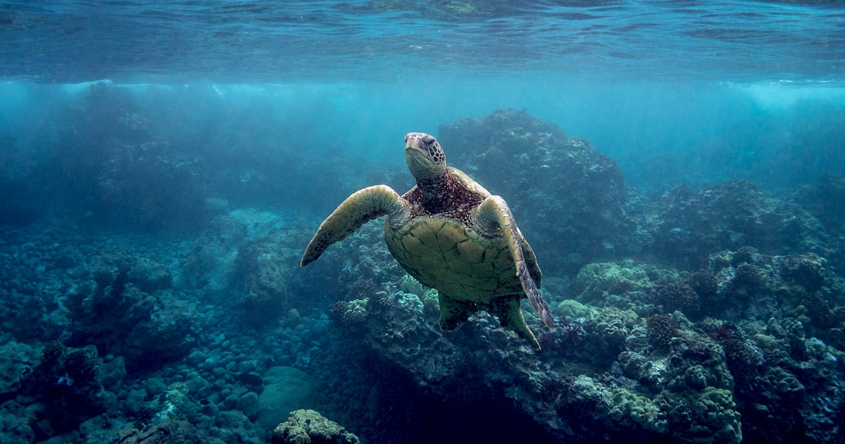 Maui: Pali Sea Cliff Kayak and Snorkel Tour | GetYourGuide