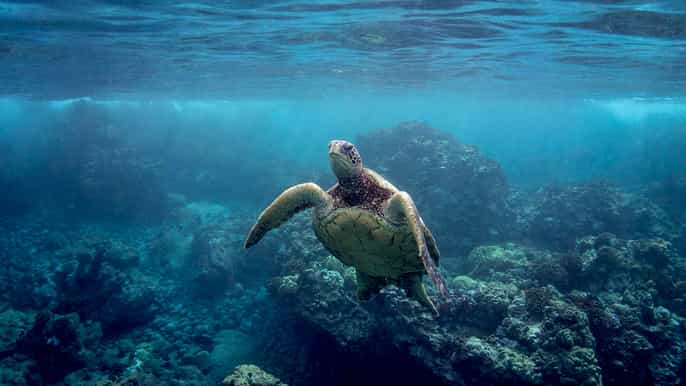 maui pali sea cliff kayak and snorkel tour