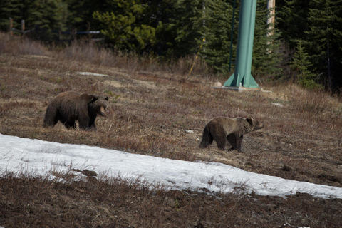 Morning Wildlife Viewing Tour - Banff/Canmore Pick-up Banff Morning Safari Drive