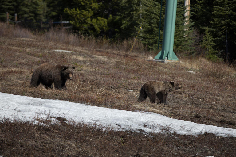 Morning Wildlife Viewing Tour - Banff/Canmore Pick-up Banff Morning Safari Drive