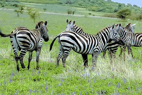 8 Days From Addis Ababa: Omo Valley Cultural & Tribal Tour