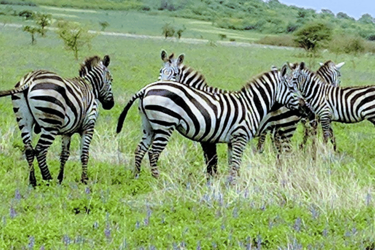 8 Days From Addis Ababa: Omo Valley Cultural & Tribal Tour