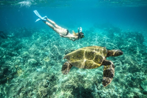Marsa Alam: viaje en barco Snorkel con tortugas marinas y almuerzo