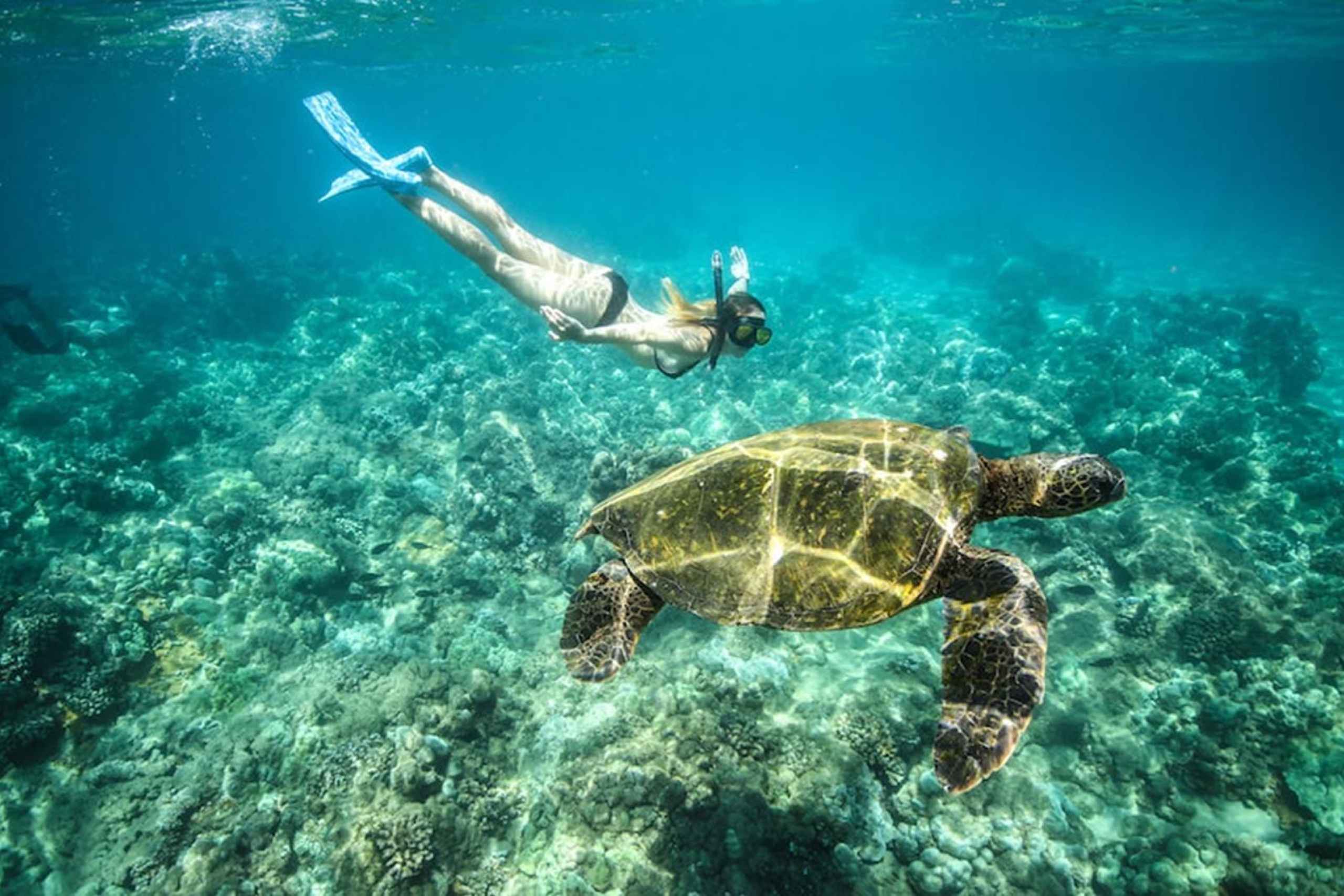 Унаватуна пляж с черепахами. Черепахи в Марса Алам. Марса Алам море. Хиккадува Шри Ланка снорклинг. Бухта черепах Марса Алам.