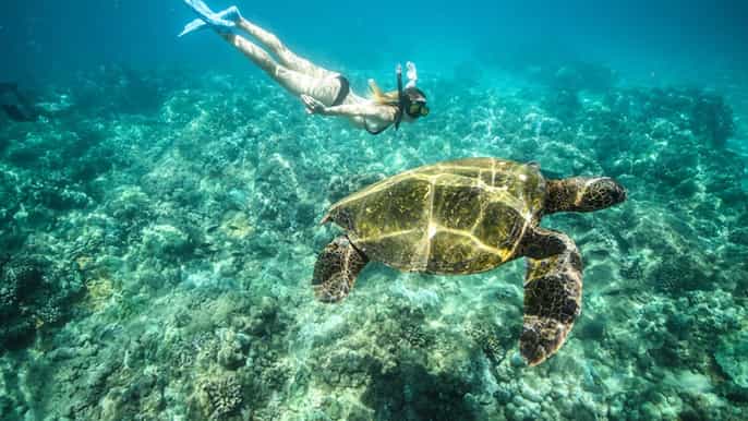 marsa alam boat trip snorkelling with sea turtles lunch