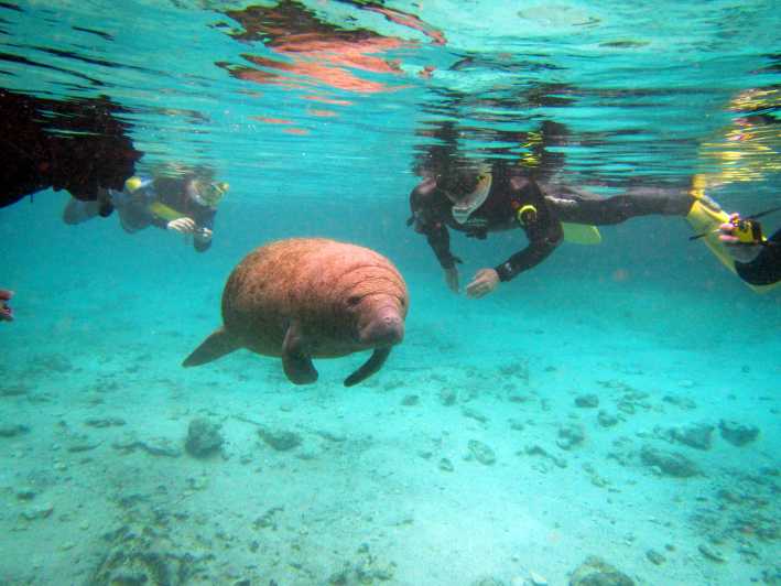 Orlando: nuotata con i lamantini, snorkeling e tour in barca