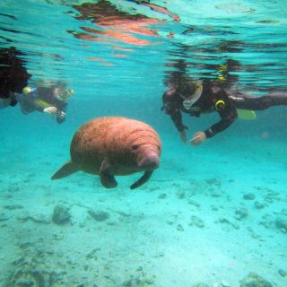 Orlando: nuotata con i lamantini, snorkeling e tour in barca